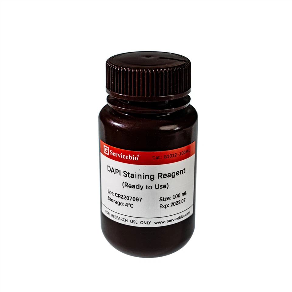DAPI Staining Reagent (Ready To Use)