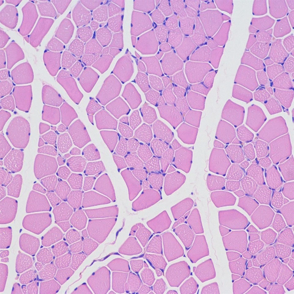 91e0499088a6ecda6c029687f93e70fe