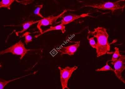 ® IF555-Aglutinin Kuman Gandum (WGA,Lampu Merah)