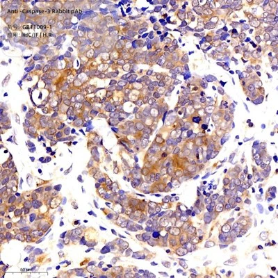 Anti-caspase -3 kelinci pab